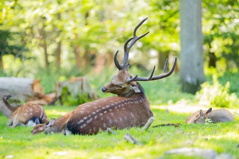 Sika deer (Cervus nippon) male lying on a meadow, Bavaria, Germany