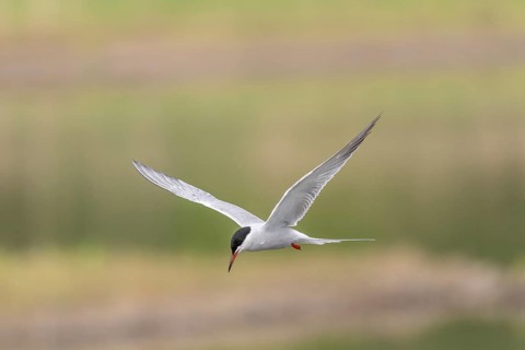 Common tern (Sterna hirundo) hovering over a marsh. Bas Rhin, Alsace, France