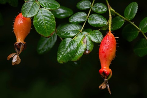 Red fruits, rose (Rosa Doncasterii), Inverewe Gardens, Osgood Mackenzie, Poolewe, Loch Ewe,