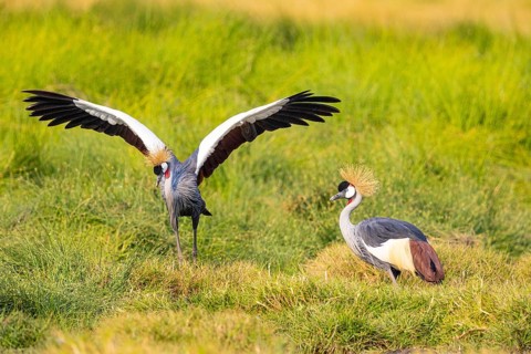 Crowned Crane (Balearica regulorum) courtship behavier South Luangwa NP Zambia August