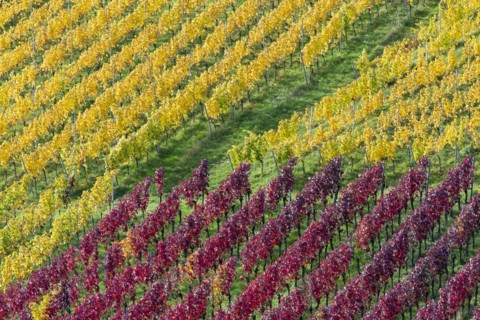 Vineyards in autumn, Rotenberg, Stuttgart, Baden-Württemberg, Germany