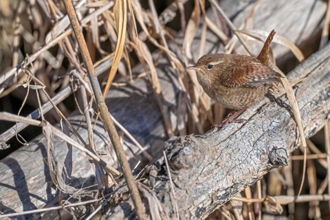 Wren (Troglodytes troglodytes), sitting in the undergrowth, Münster, Tyrol, Austria