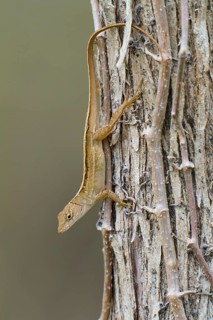 Florida scrub lizard, Florida scrub lizard (Sceloporus woodi), on tree, Everglades National Park,
