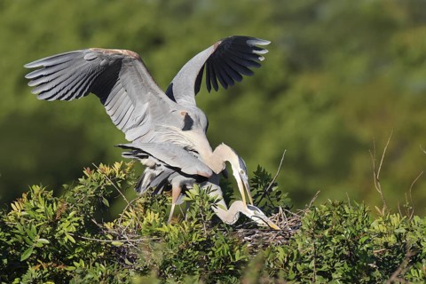 Great Blue Heron (Ardea herodias) pair mating, Florida, USA