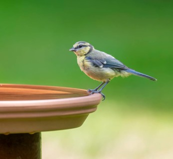 Blue tit (Cyanistes caeruleus) young bird standing on a bird bath, Lower Saxony, Germany
