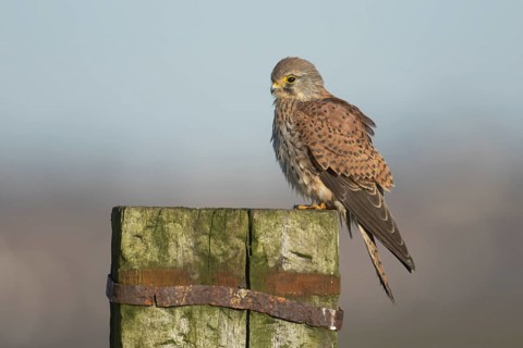 Common kestrel falcon (Falco tinnunculus) adult bird of prey on a wooden fence post, England,