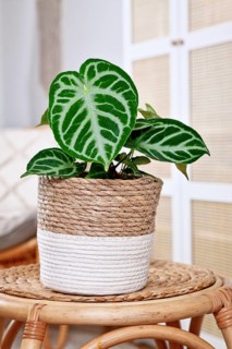 Beautiful potted exotic 'Silver Blush Anthurium Crystallinum' houseplant with beautiful lace