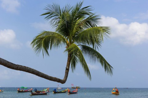 Sky-grown palm tree with longtail boats on the beach, crooked, crooked, island, holiday island,