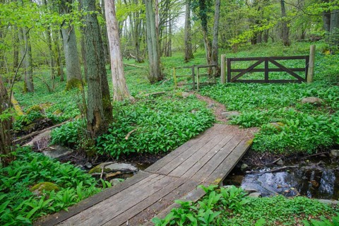 Bridge over stream on hiking trail in Stenshuvud National Park, Simrishamn municipality, Skåne