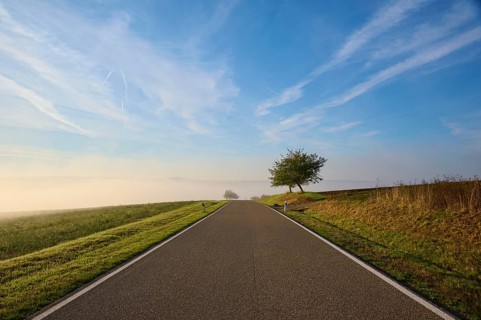 Road, Field, Fruit tree, Fog, Morning, Altertheim, Würzburg, Bavaria, Germany