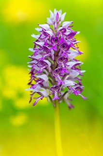 Helm's orchid (Orchis militaris), orchid family, (Orchidaceae), Bergsteig, Upper Danube nature park
