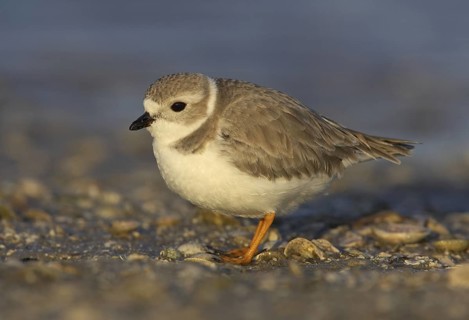 Piping Plover (Charadrius melodus), Florida, USA