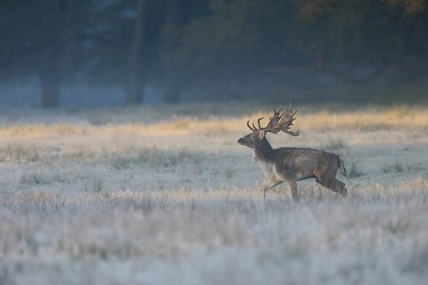 Fallow Deer (Dama dama) male standing in autumn forest, North Rhine-Westphalia, Germany