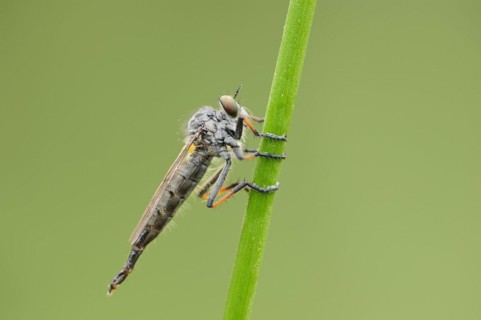 Common awl robberfly (Neoitamus cyanurus), female, North Rhine-Westphalia, Germany