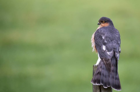 Sparrowhawk, (Accipiter nisus) sitting in cherry laurel, Schleswig-Holstein, Germany