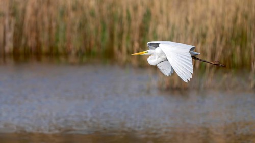 Great White Egret (Egretta alba), in flight, Großwilfersdorf, Styria, Austria