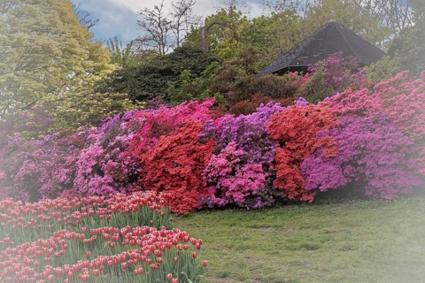 Rhododendron occidentale (Rhododendron occidentale) large shrubs in pink, magenta and purple