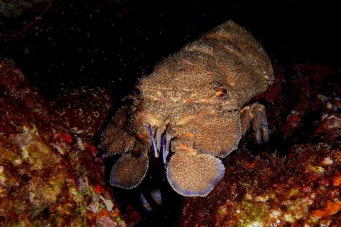 A Mediterranean slipper lobster (Scyllarides latus) moves on a dark seabed surrounded by rocks,