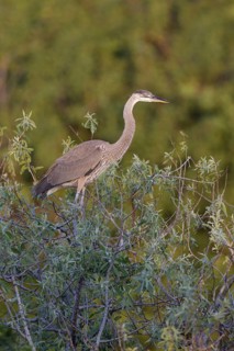 Great Blue Heron (Ardea herodias), Florida, USA