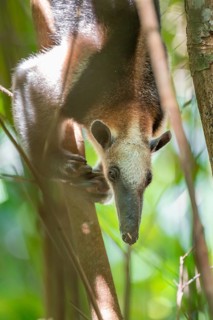 Northern tamandua (Tamandua mexicana), anteater sitting in a tree, in the rainforest, Corcovado