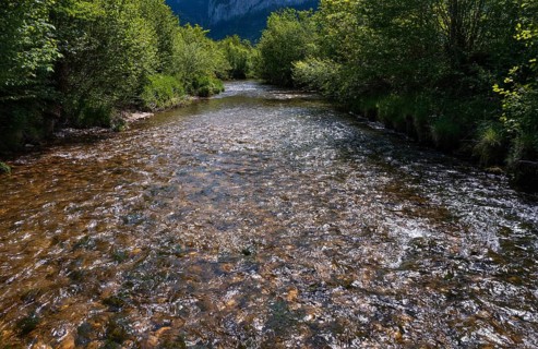 Straightened course of the Fuschler Ache near Sankt Lorenz, banks overgrown with trees,