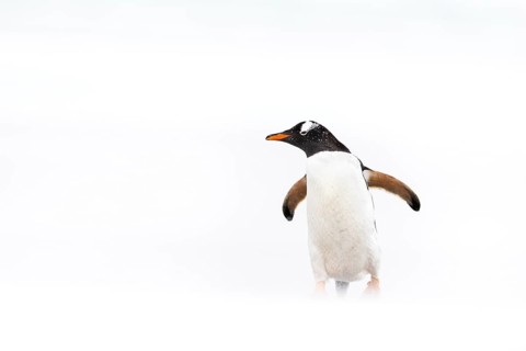 Gentoo Penguin (Pygoscelis papua), Falkland Islands
