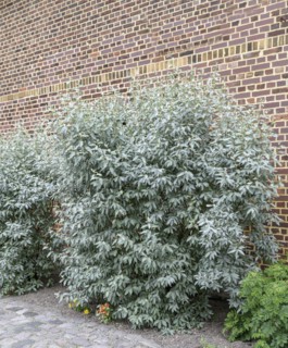 Wolf-willow (Elaeagnus commutata), Anchers Havecenter, Jagsal, Brandenburg, Germany