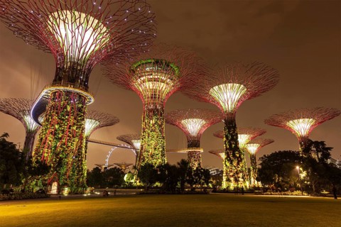 SINGAPORE, DECEMBER 31, 2013: Night view of Supertree Grove at Gardens by the Bay. Futuristic park