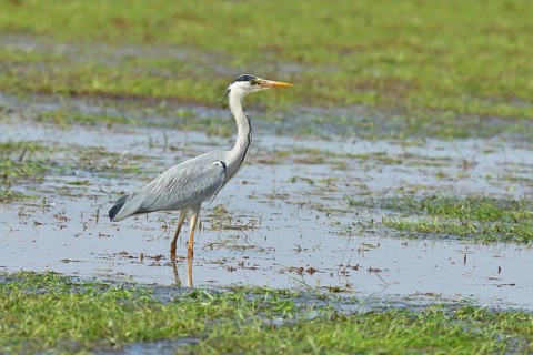 Grey heron (Ardea cinerea), standing in the shallow water of a moor, Ochsenmoor, Dümmer See, Hüde,