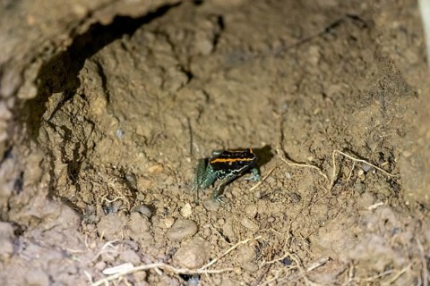 Golfodulcean poison frog (Phyllobates vittatus), sitting in a burrow, Corcovado National Park, Osa,