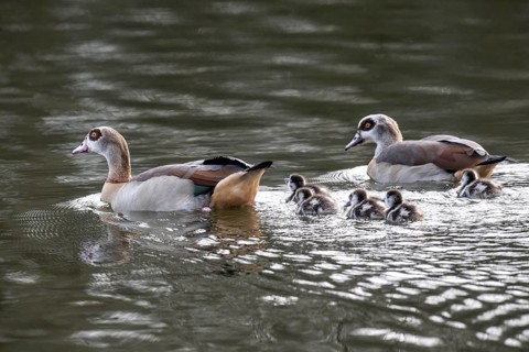 Egyptian geese (Alopochen aegyptiaca) with goslings, Emsland, Lower Saxony, Germany
