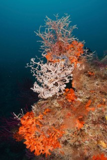 Colourful underwater landscape with various creatures, Mediterranean gorgonian head (Astrospartus