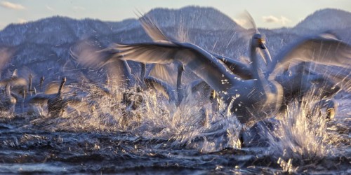 Whooper Swan (Cygnus cygnus) group, Hokkaido, Japan