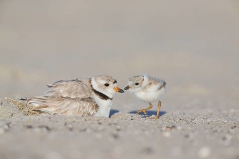 Piping Plover (Charadrius melodus) with chick, Massachusetts, USA