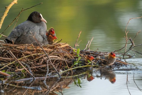 A burbot (Fulica atra) broods its two-day-old chicks on its nest. Bas rhin, Alsace, grand est,