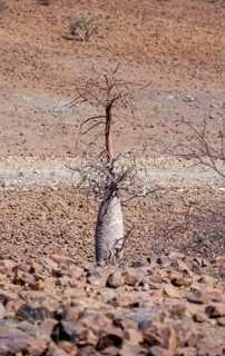 Bottle tree (Pachypodium lealii), in dry stony landscape, Damaraland, Kunene, Namibia