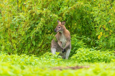 Red-necked wallaby or Bennett's wallaby (Macropus rufogriseus) sits on a green meadow with dense