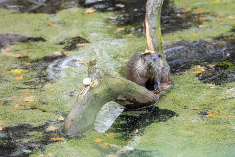 European otter in the duckweed, Swarzedz, Poland otter, european otter, water, duckweed, animal,