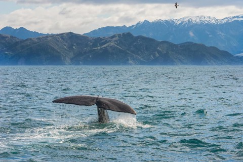 Tail of a Sperm whale diving, Kaikoura, Canterbury Region, South Island, New Zealand