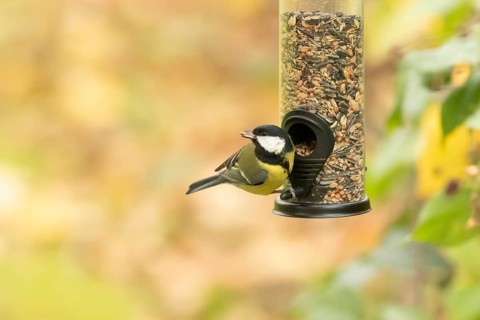 Great tit feeding from a feeder. Bad Salzschlirf, Hessen, Germany