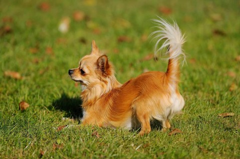 A Chihuahua stands on a green meadow, with its tail raised high, Chihuahua, longhair