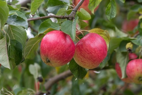 Apple (Malus domestica 'Resi'), LVG Erfurt, Germany
