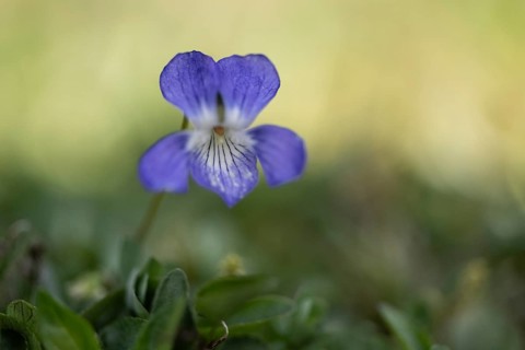 Grove violet (Viola riviniana), Emsland, Lower Saxony, Germany