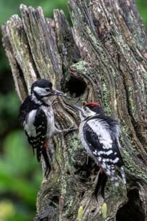 Great spotted woodpecker (Dendrocopos major) feeding young, Emsland, Lower Saxony, Germany