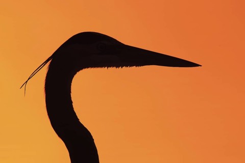 Great Blue Heron (Ardea herodias), Florida, USA