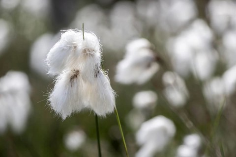 Common cottongrass (Eriophorum angustifolium), Emsland, Lower Saxony, Germany
