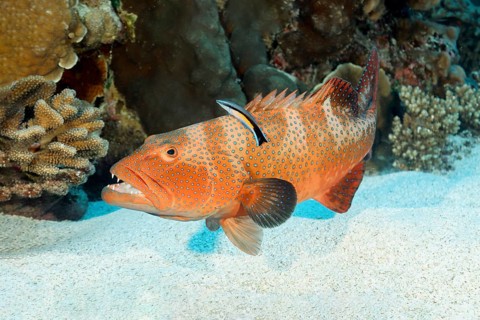Leopard trout perch (Plectropomus leopardus), young, juvenile with blue-striped cleaner wrasse