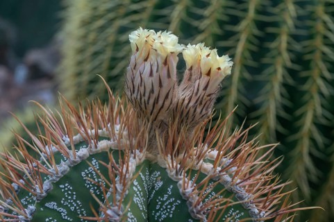 Cactus, flowering bishop's mitre (Astrophytum ornatum), Botanical Garden Erlangen, Middle