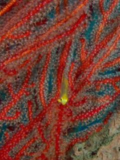 Juvenile Golden damselfish (Amblyglyphidodon aureus) seeks shelter in vivid red corals, dive site