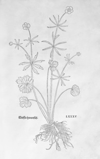 Gold buttercup (Ranunculus auricomus), woodcut by Leonhart Fuchs, from New Kreüterbuch, neues